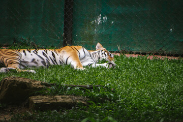 A Bengal tiger (Panthera tigris tigris) rests peacefully in lush green grass at Bannerghatta...