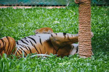 A Bengal tiger (Panthera tigris tigris) rests in lush green grass, partially obscured, at...