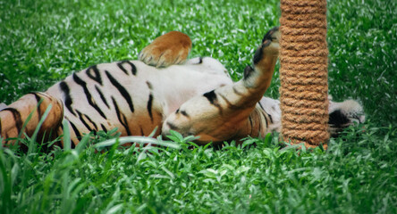 A Bengal tiger (Panthera tigris tigris) rests peacefully amidst lush green grass, near a rope post,...
