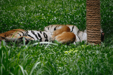 A Bengal tiger (Panthera tigris tigris) rests peacefully amidst lush green grass, near a rope post,...