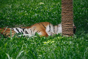 A Bengal tiger (Panthera tigris tigris) rests peacefully amidst lush green grass, near a rope post,...