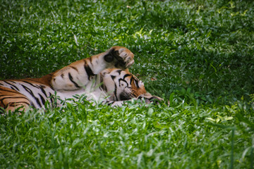 A Bengal tiger (Panthera tigris tigris) rests peacefully amidst lush green grass, near a rope post,...