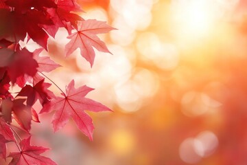 Fototapeta premium Maple leaves leaf background autumn.