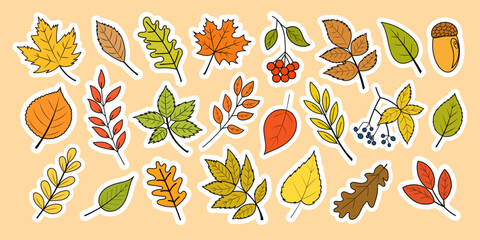 Autumn leaves different shapes and colors, sticker set. Botanical sticker set for scrapbooking, designs, invitations, packaging and greeting cards. Vector illustration, isolated on white background.