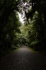A quiet gravel path winds through a dense New Zealand rainforest, flanked by tall ferns and moss-covered trees, creating a tranquil and shaded tunnel of lush green vegetation.
