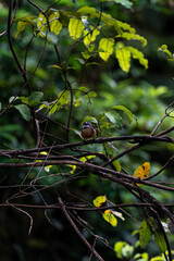 A small fantail bird perches on a tangled branch in a lush New Zealand forest, surrounded by vibrant green leaves and dappled light filtering through the dense foliage.