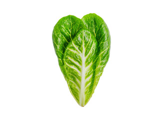 Fototapeta premium Fresh green romaine lettuce heart isolated on black background, Isolated On Transparent Background, Png Cut Out