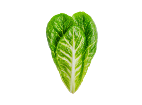 Fresh green romaine lettuce heart isolated on black background, Isolated On Transparent Background, Png Cut Out