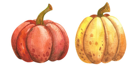 Autumn pumpkin. Watercolor hand painted harvest for Halloween and autumn holidays on white background. Hand drawn for illustration for design, print