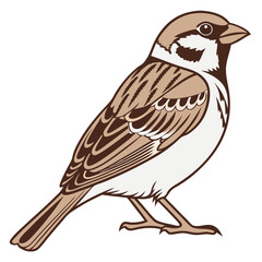 Sparrow Bird Isolated on White Background Vector Illustration