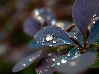 Leaf with water droplets on it