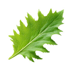 Fototapeta premium Detailed macro shot of a vibrant green spiky leaf isolated on transparent background