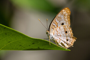 Butterflies of Florida White Peacock butterfly