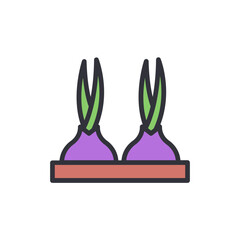 Pair Of Cultivated Onions In A Container, Ready For Harvest