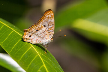 Obraz premium Butterflies of Florida White Peacock butterfly
