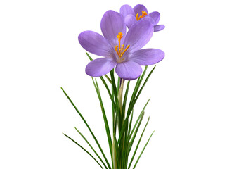 Delicate purple crocus flowers isolated on black background, Isolated On Transparent Background, Png Cut Out
