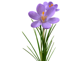 Delicate purple crocus flowers isolated on black background, Isolated On Transparent Background, Png Cut Out