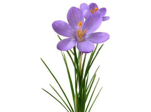 Delicate purple crocus flowers isolated on black background, Isolated On Transparent Background, Png Cut Out