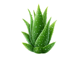 Fresh aloe vera plant with water droplets isolated on black background, Isolated On Transparent Background, Png Cut Out
