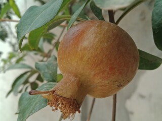 pomegranate fruit on tree