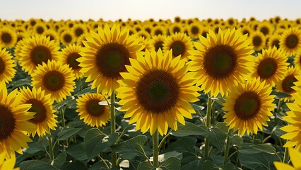 Obraz premium Yellow Sunflower Field in Sunlight Landscape Photography