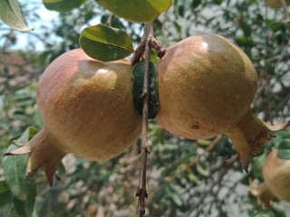 pomegranate fruit on tree