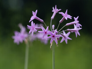 濃桃色のツルバギアの花