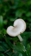 Mushrooms grow between the grass