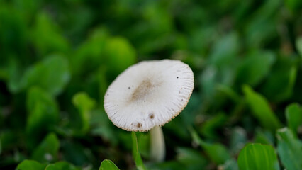 Mushrooms grow between the grass