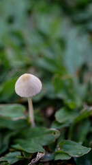 Mushrooms grow between the grass