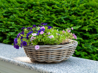 Basket filled with purple and pink flowers sits on a stone wall
