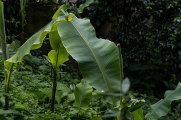 Large banana tree leaves in the park