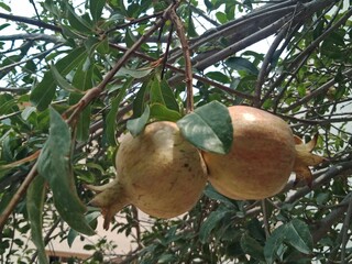 pomegranate on the tree