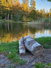 Birch log resting on the shore of a serene lake at sunset