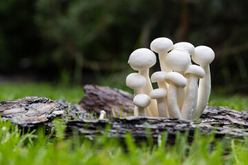 High-resolution close-up image of a cluster of fresh white mushrooms (possibly shimeji or bunapi...