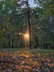 Golden sunset shining through trees in autumn forest