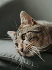 Close Up portrait of a Relaxed Tabby Car on a Sofa