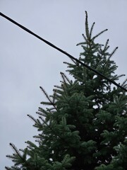 Evergreen tree branches against overcast sky