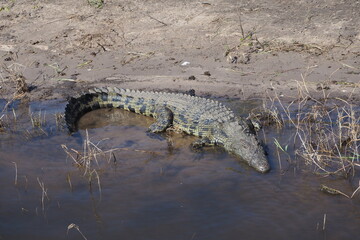 Croc 2