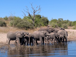 Obraz premium Elephant family 3