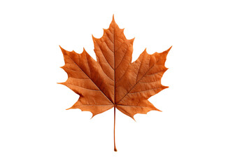 Fototapeta premium Single dried orange maple leaf isolated on black background, Isolated On Transparent Background, Png Cut Out