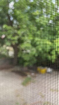 Fly screen mosquito net attached to window frame for insect protection