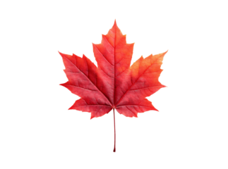 Vibrant red maple leaf isolated on black background autumn nature, Isolated On Transparent Background, Png Cut Out