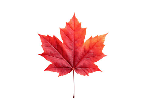 Vibrant red maple leaf isolated on black background autumn nature, Isolated On Transparent Background, Png Cut Out - Powered by Adobe