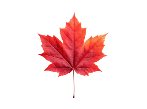 Vibrant red maple leaf isolated on black background autumn nature, Isolated On Transparent Background, Png Cut Out