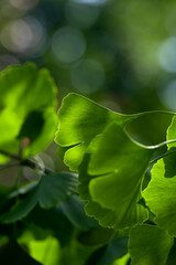 Beautiful ginkgo biloba leaves lit by soft sunlight, illustrating their unique fan-shaped form...