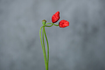 Two delicate red flowers bloom from a slender green stem, featuring soft textures. The subtle gray...