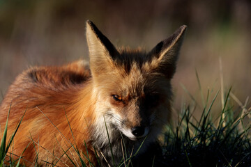 Fototapeta premium Red Fox - Colorado