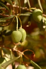Green olives growing under the sun in a Spanish grove. Close-up of fruit on tree during harvest season.

