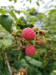 berry on a branch, raspberries on a bush